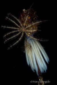 Antedon & squid eggs, night dive by Marco Gargiulo 